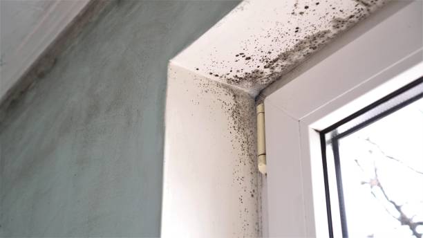 Why You Should Choose Our Mold Remediation Services in North Shore, VA